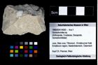 Foto (Objekt + Etikett) von Goniodromites sp.  (NHMW-GEO-1990-0041-4000)